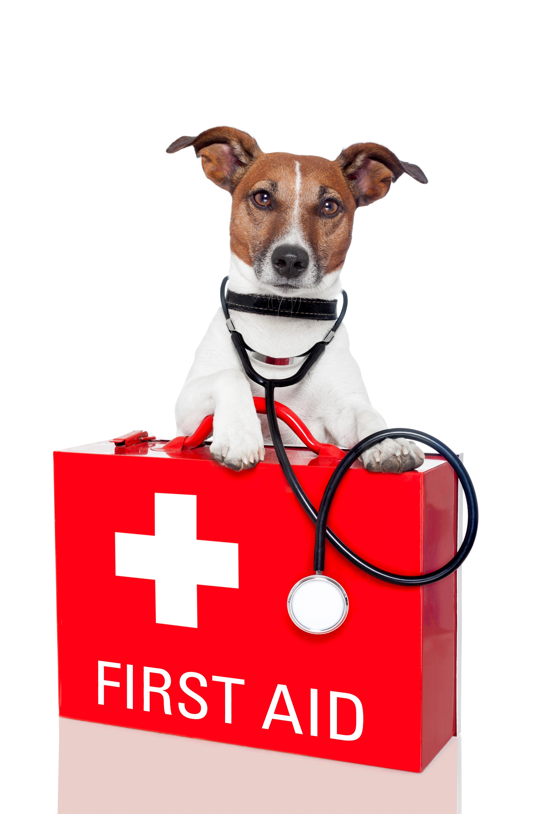emergenze clinica ippodromo merano emergenze clinica ippodromo merano
