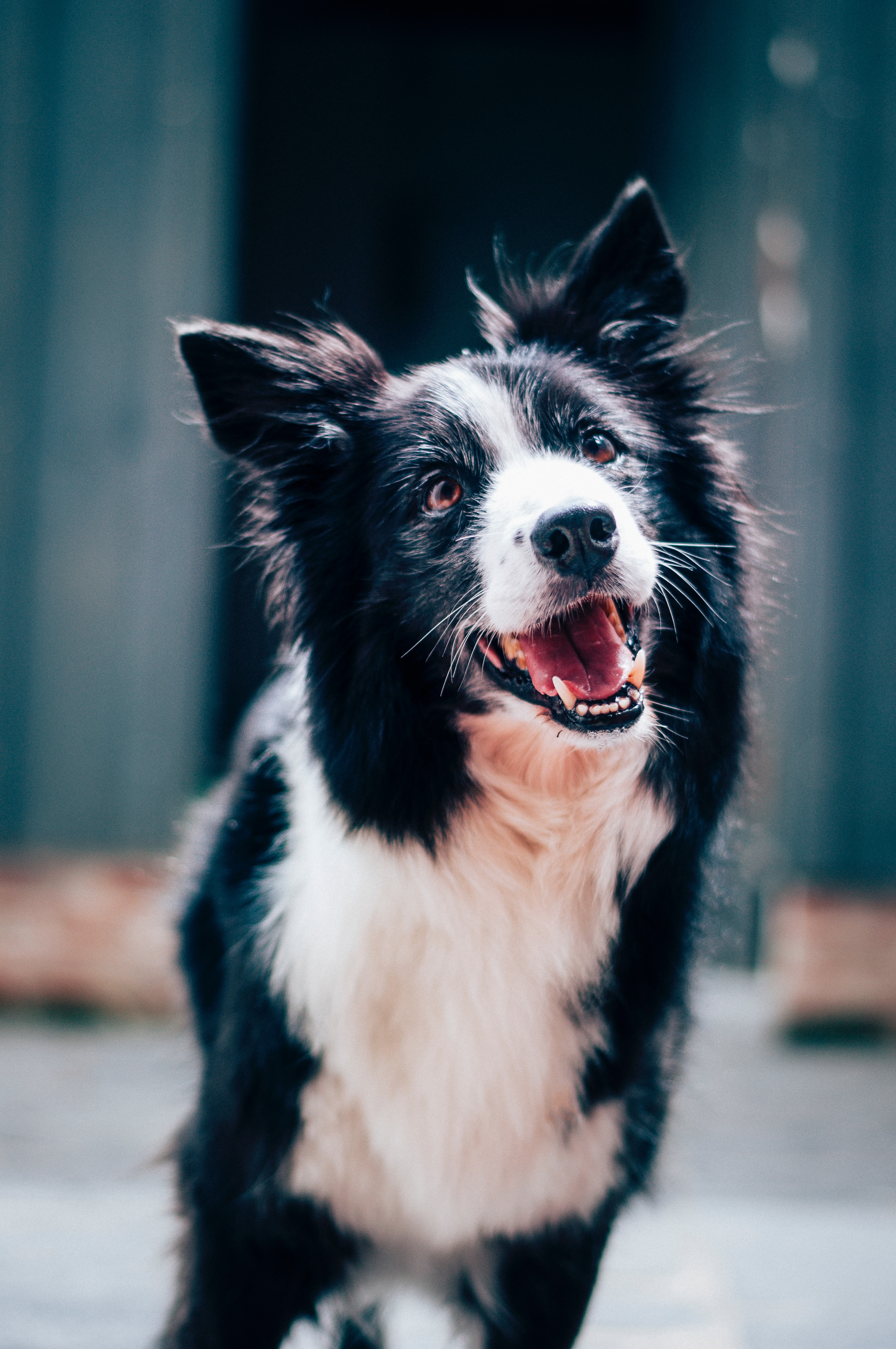 cane 2 Clinica veterinaria tierklinik meran ippodromo pferdrennenplatz veterinario tierarzt urgenza prontosoccorso notfall notdienst cane hund gatto katze cavallo pferd
