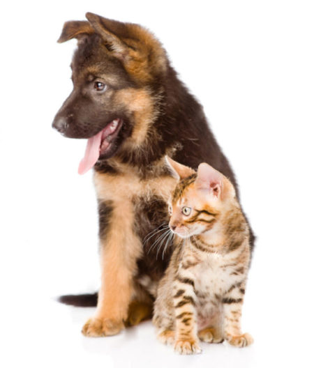 cane gatto Clinica veterinaria tierklinik meran ippodromo pferdrennenplatz veterinario tierarzt urgenza prontosoccorso notfall notdienst cane hund gatto katze cavallo pferd